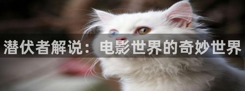茄子视频了
