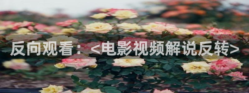 茄子视频了